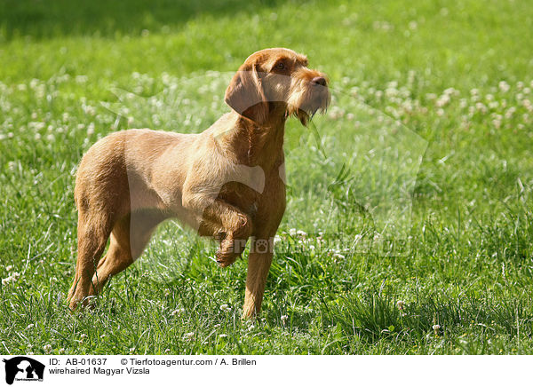 rauhaariger Magyar Vizsla / wirehaired Magyar Vizsla / AB-01637