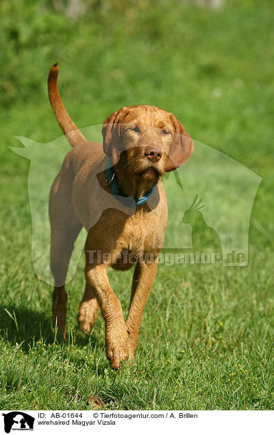 rauhaariger Magyar Vizsla / wirehaired Magyar Vizsla / AB-01644