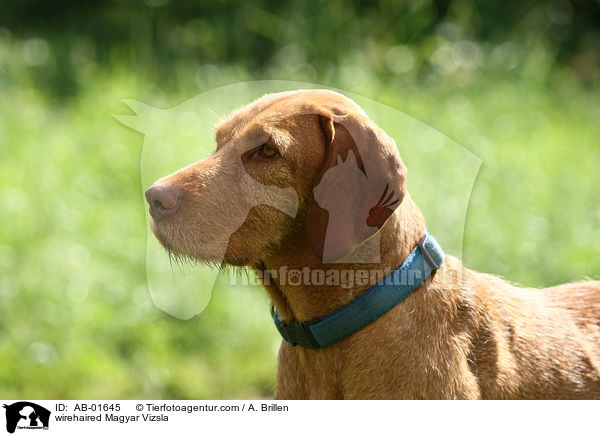 rauhaariger Magyar Vizsla / wirehaired Magyar Vizsla / AB-01645