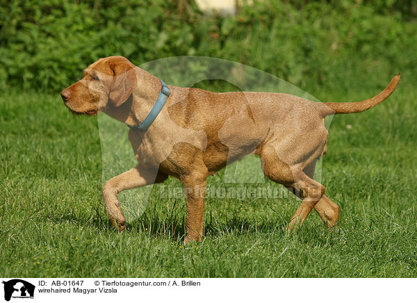 wirehaired Magyar Vizsla / AB-01647