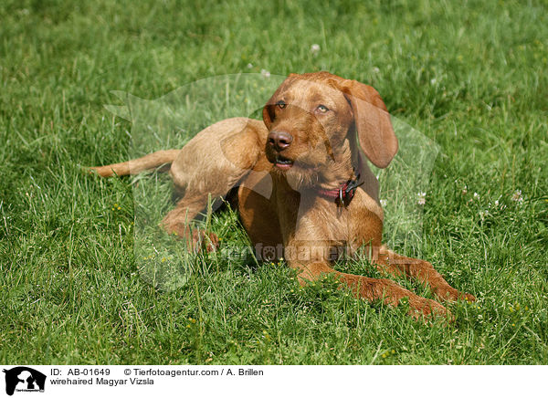 rauhaariger Magyar Vizsla / wirehaired Magyar Vizsla / AB-01649