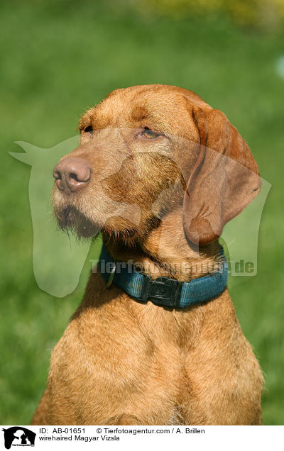 rauhaariger Magyar Vizsla / wirehaired Magyar Vizsla / AB-01651