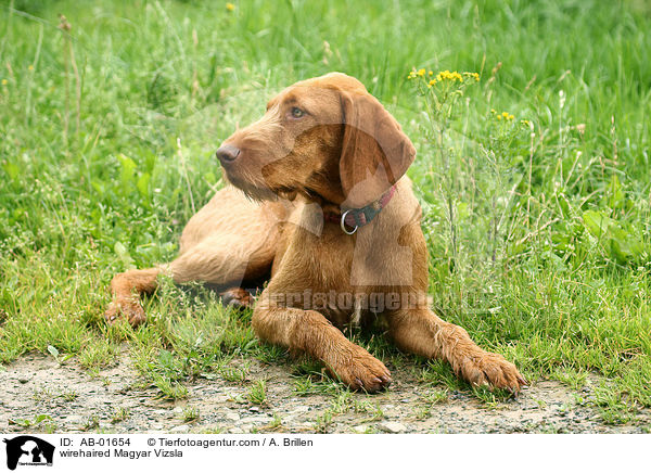 rauhaariger Magyar Vizsla / wirehaired Magyar Vizsla / AB-01654