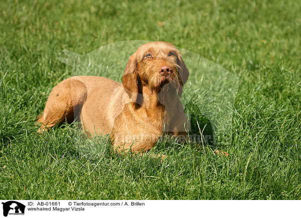 rauhaariger Magyar Vizsla / wirehaired Magyar Vizsla / AB-01661