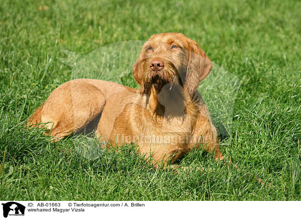 rauhaariger Magyar Vizsla / wirehaired Magyar Vizsla / AB-01663