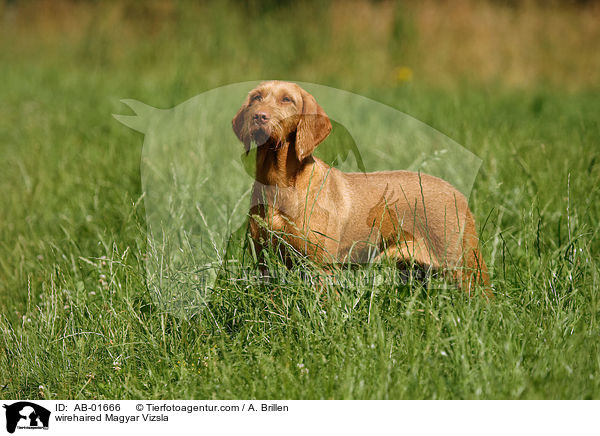 rauhaariger Magyar Vizsla / wirehaired Magyar Vizsla / AB-01666