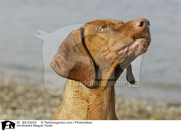 shorthaired Magyar Vizsla / BS-03234