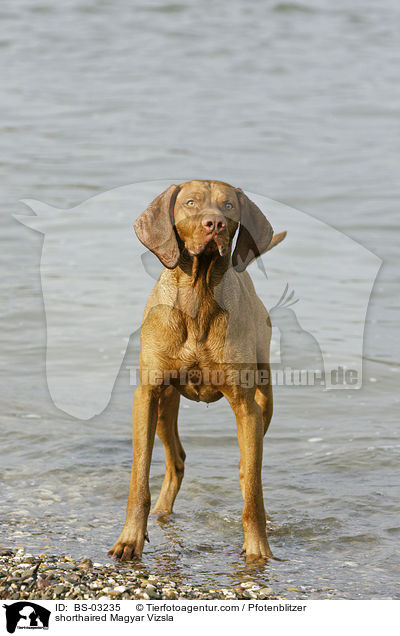 shorthaired Magyar Vizsla / BS-03235