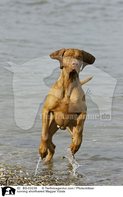 running shorthaired Magyar Vizsla / BS-03236