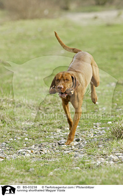 rennender kurzhaariger Magyar Vizsla / running shorthaired Magyar Vizsla / BS-03238