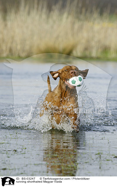 rennender kurzhaariger Magyar Vizsla / running shorthaired Magyar Vizsla / BS-03247