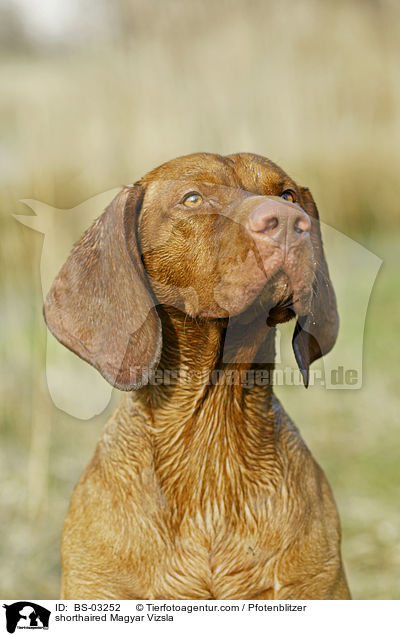 kurzhaariger Magyar Vizsla / shorthaired Magyar Vizsla / BS-03252