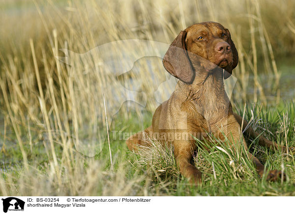 kurzhaariger Magyar Vizsla / shorthaired Magyar Vizsla / BS-03254