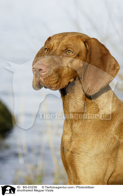 shorthaired Magyar Vizsla / BS-03256