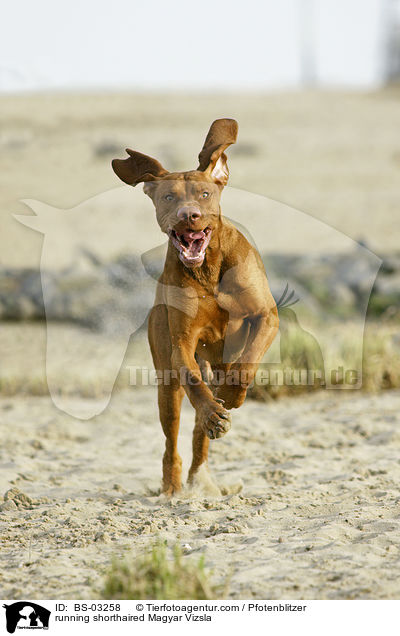 rennender kurzhaariger Magyar Vizsla / running shorthaired Magyar Vizsla / BS-03258