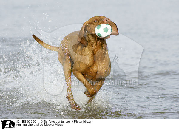 rennender kurzhaariger Magyar Vizsla / running shorthaired Magyar Vizsla / BS-03260