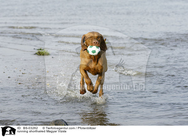 rennender kurzhaariger Magyar Vizsla / running shorthaired Magyar Vizsla / BS-03262