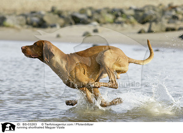 rennender kurzhaariger Magyar Vizsla / running shorthaired Magyar Vizsla / BS-03263