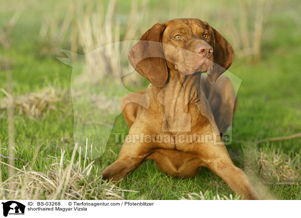 shorthaired Magyar Vizsla / BS-03268