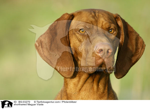 shorthaired Magyar Vizsla / BS-03270