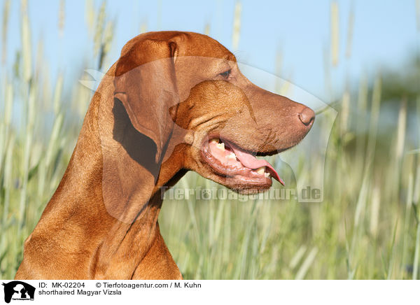 shorthaired Magyar Vizsla / MK-02204