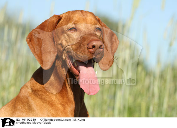 shorthaired Magyar Vizsla / MK-02210