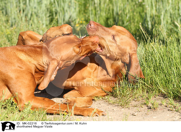 shorthaired Magyar Vizsla / MK-02216