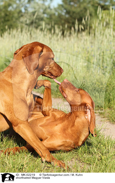 kurzhaariger Magyar Vizsla / shorthaired Magyar Vizsla / MK-02219