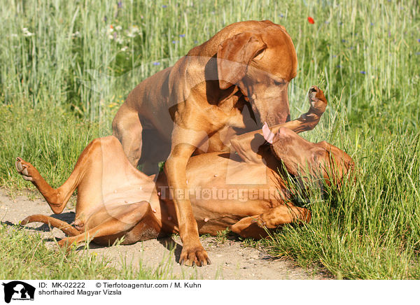 kurzhaariger Magyar Vizsla / shorthaired Magyar Vizsla / MK-02222