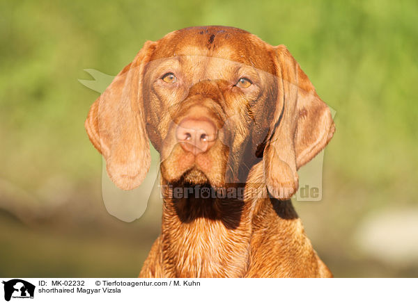 kurzhaariger Magyar Vizsla / shorthaired Magyar Vizsla / MK-02232