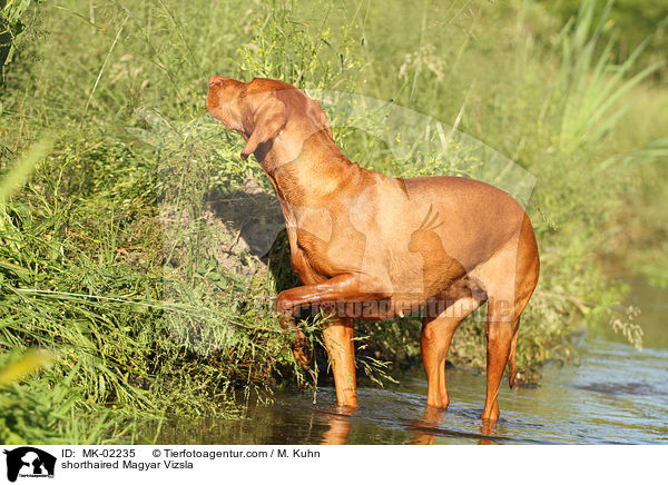 kurzhaariger Magyar Vizsla / shorthaired Magyar Vizsla / MK-02235