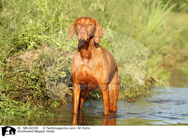 kurzhaariger Magyar Vizsla / shorthaired Magyar Vizsla / MK-02236