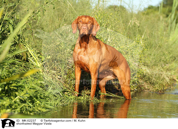 kurzhaariger Magyar Vizsla / shorthaired Magyar Vizsla / MK-02237