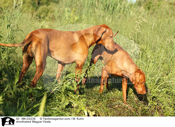 kurzhaariger Magyar Vizsla / shorthaired Magyar Vizsla / MK-02238