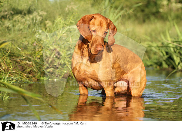 shorthaired Magyar Vizsla / MK-02240