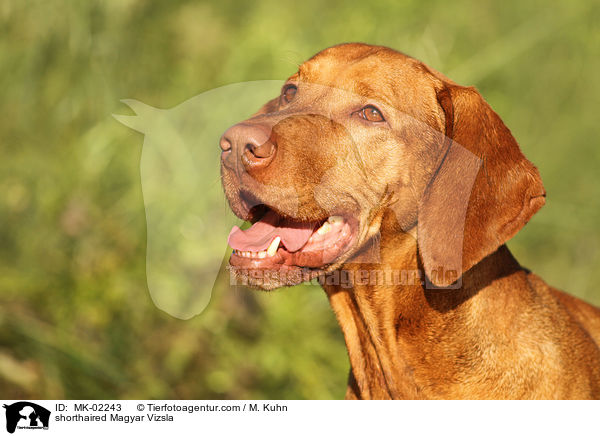 kurzhaariger Magyar Vizsla / shorthaired Magyar Vizsla / MK-02243