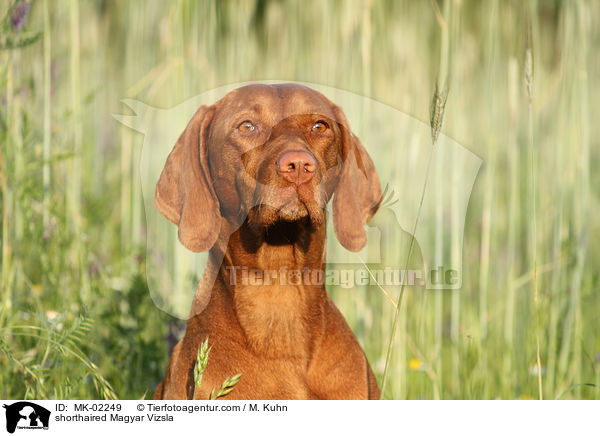 kurzhaariger Magyar Vizsla / shorthaired Magyar Vizsla / MK-02249