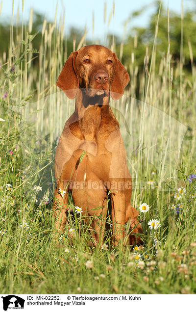 kurzhaariger Magyar Vizsla / shorthaired Magyar Vizsla / MK-02252