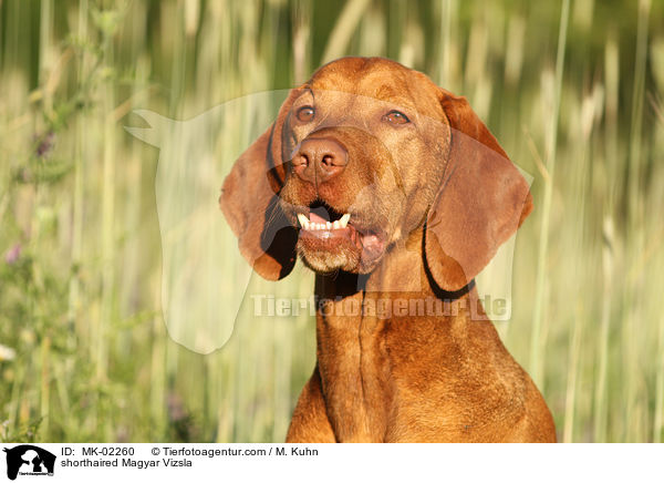 shorthaired Magyar Vizsla / MK-02260