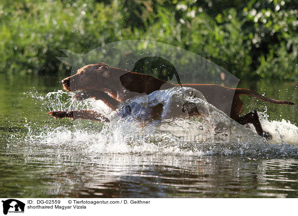 kurzhaariger Magyar Vizsla / shorthaired Magyar Vizsla / DG-02559