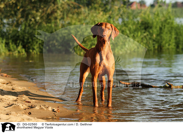 kurzhaariger Magyar Vizsla / shorthaired Magyar Vizsla / DG-02560