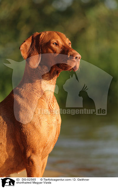 shorthaired Magyar Vizsla / DG-02565