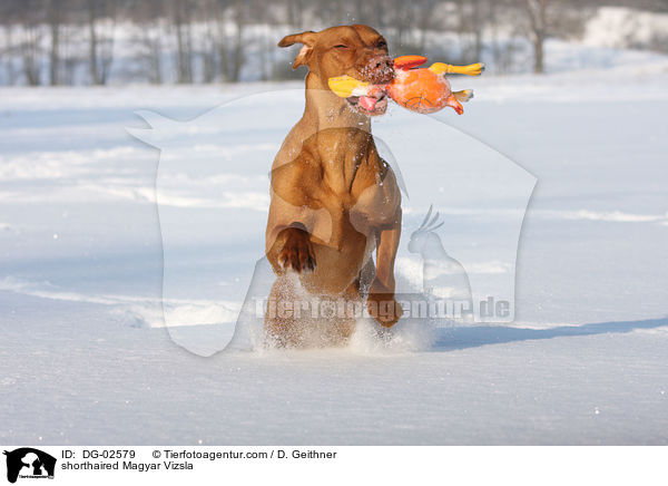 shorthaired Magyar Vizsla / DG-02579