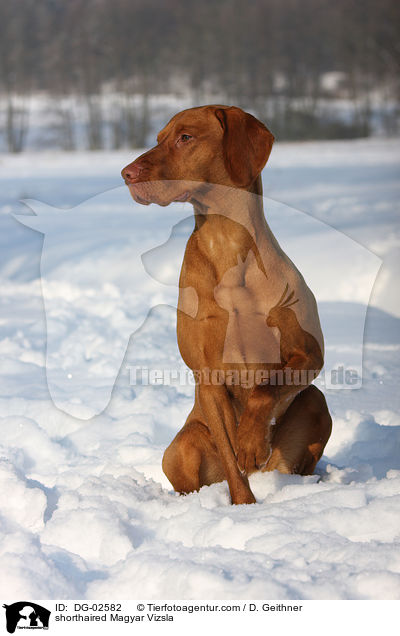 kurzhaariger Magyar Vizsla / shorthaired Magyar Vizsla / DG-02582