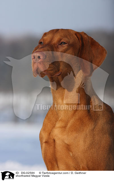 kurzhaariger Magyar Vizsla / shorthaired Magyar Vizsla / DG-02584