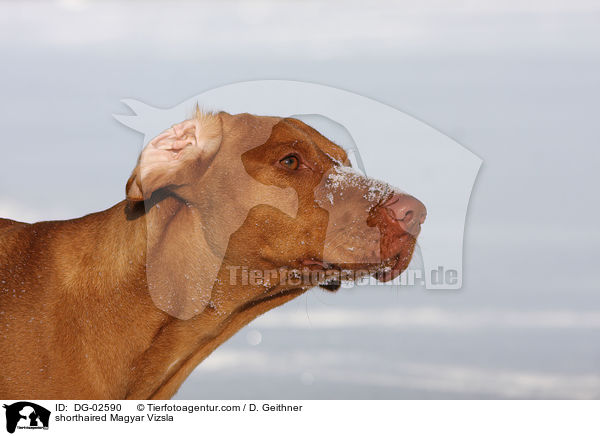 shorthaired Magyar Vizsla / DG-02590