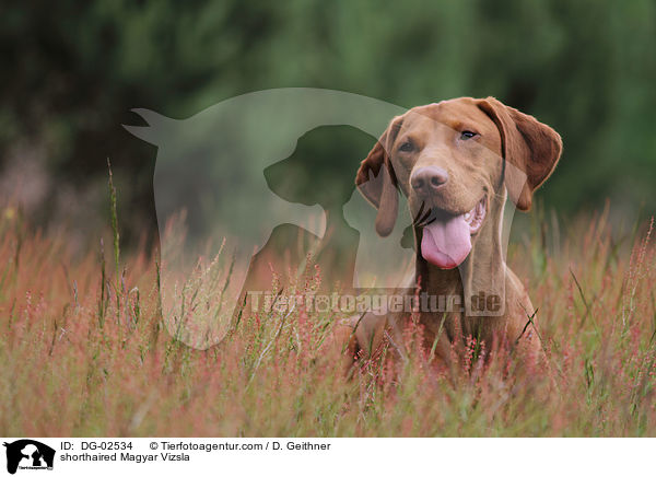 kurzhaariger Magyar Vizsla / shorthaired Magyar Vizsla / DG-02534