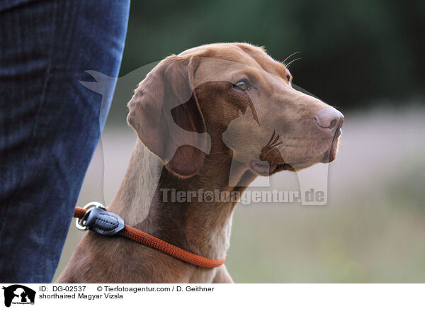 shorthaired Magyar Vizsla / DG-02537