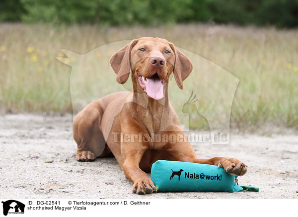 shorthaired Magyar Vizsla / DG-02541