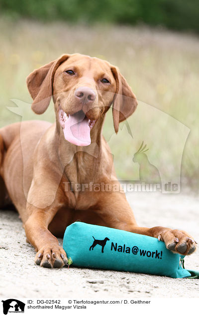 kurzhaariger Magyar Vizsla / shorthaired Magyar Vizsla / DG-02542